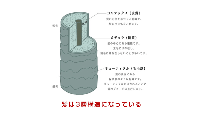 髪の毛の構造 髪の毛の成分編 1000円カットより安い 回数券なら日本一安く 白髪染めも可能なカットルームカラー